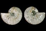 Agatized Ammonite Fossil - Crystal Filled Chambers #145996-1